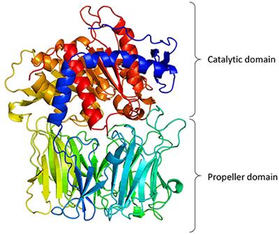 Mechanism of Action of Prolyl Oligopeptidase (PREP) in Degenerative Brain Diseases: Has Peptidase Activity Only a Modulatory Role on the Interactions of PREP with Proteins?